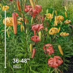 14/16 Cm, Twinkle Tiger Lily Mixed Flower Bulbs (Bag Of 30) -Garden State Bulb garden state bulb flower bulbs ecs 56 30 03 4f 1000