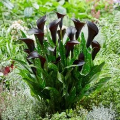 14/16 Cm, Black Escape Calla Lily Flower Bulbs (Bag Of 10) -Garden State Bulb garden state bulb flower bulbs ecs 57 10 02 31 1000