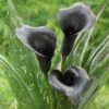 14/16 Cm, Black Escape Calla Lily Flower Bulbs (Bag Of 10) -Garden State Bulb garden state bulb flower bulbs ecs 57 10 02 64 1000