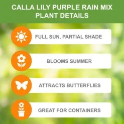 14/Plus Cm, Purple Rain Mixed Calla Lily Flower Bulbs (Bag Of 10) -Garden State Bulb garden state bulb flower bulbs ecs 58 10 02 c3 1000