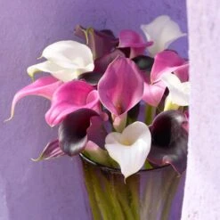 14/Plus Cm, Purple Rain Mixed Calla Lily Flower Bulbs (Bag Of 15) -Garden State Bulb garden state bulb flower bulbs ecs 58 15 03 31 1000