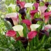 14/Plus Cm, Purple Rain Mixed Calla Lily Flower Bulbs (Bag Of 15) 1 14/Plus Cm, Purple Rain Mixed Calla Lily Flower Bulbs (Bag Of 15) -Garden State Bulb garden state bulb flower bulbs ecs 58 15 03 64 1000