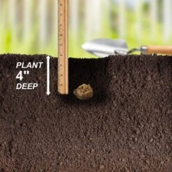 12 Cm/14 Cm, Red Alert Calla Lily Flower Bulbs (Bag Of 5) -Garden State Bulb garden state bulb flower bulbs ecs 59 05 01 44 1000