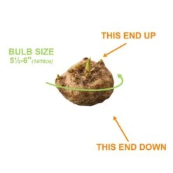 12/14 Cm, Red Alert Calla Lily Flower Bulbs (Bag Of 10) -Garden State Bulb garden state bulb flower bulbs ecs 59 10 02 1f 1000