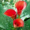 12/14 Cm, Red Alert Calla Lily Flower Bulbs (Bag Of 10)