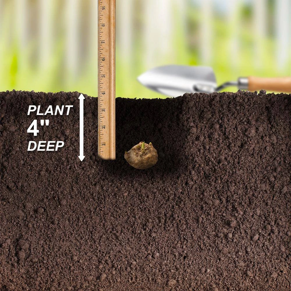 12/14 Cm, Red Alert Calla Lily Flower Bulbs (Bag Of 15) 6 12/14 Cm, Red Alert Calla Lily Flower Bulbs (Bag Of 15) - Image 4