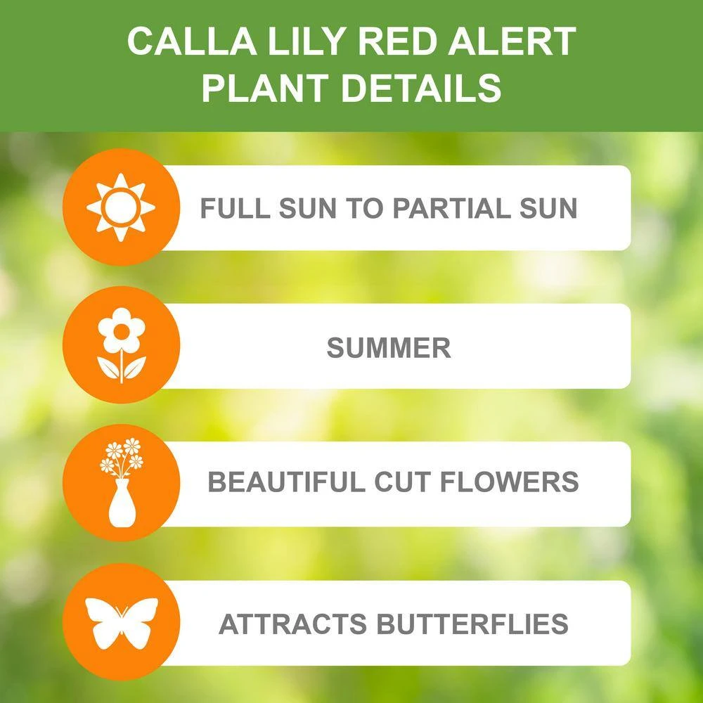 12/14 Cm, Red Alert Calla Lily Flower Bulbs (Bag Of 15) 4 12/14 Cm, Red Alert Calla Lily Flower Bulbs (Bag Of 15) - Image 2