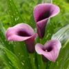 14 Cm/16 Cm, Purple Accent Calla Lily Flower Bulbs (Bag Of 5)