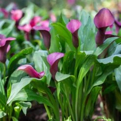 14/16 Cm, Purple Accent Calla Lily Flower Bulbs (Bag Of 15) -Garden State Bulb garden state bulb flower bulbs ecs 60 15 03 31 1000