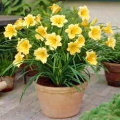 1-Year, Yellow, Stella D'oro Daylily Flower Bulbs (Bag Of 10) -Garden State Bulb garden state bulb flower bulbs ecs 62 10 01 31 1000