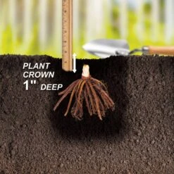 1-Year, Yellow, Stella D'oro Daylily Flower Bulbs (Bag Of 20) -Garden State Bulb garden state bulb flower bulbs ecs 62 20 02 44 1000