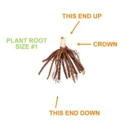 1-Year, Yellow, Stella D'oro Daylily Flower Bulbs (Bag Of 30) -Garden State Bulb garden state bulb flower bulbs ecs 62 30 03 1f 1000