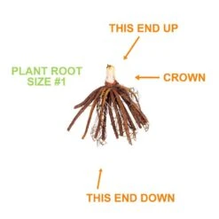 1-Year, Matrousjka Daylily Flower Bulbs (Bag Of 10) -Garden State Bulb garden state bulb flower bulbs ecs 63 10 01 1f 1000