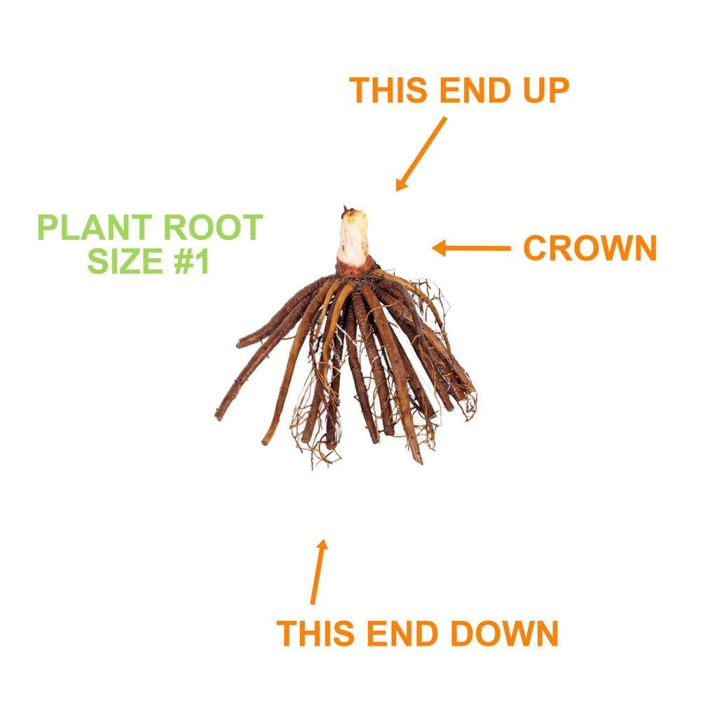 1-Year, Matrousjka Daylily Flower Bulbs (Bag Of 20) 5 1-Year, Matrousjka Daylily Flower Bulbs (Bag Of 20) - Image 3