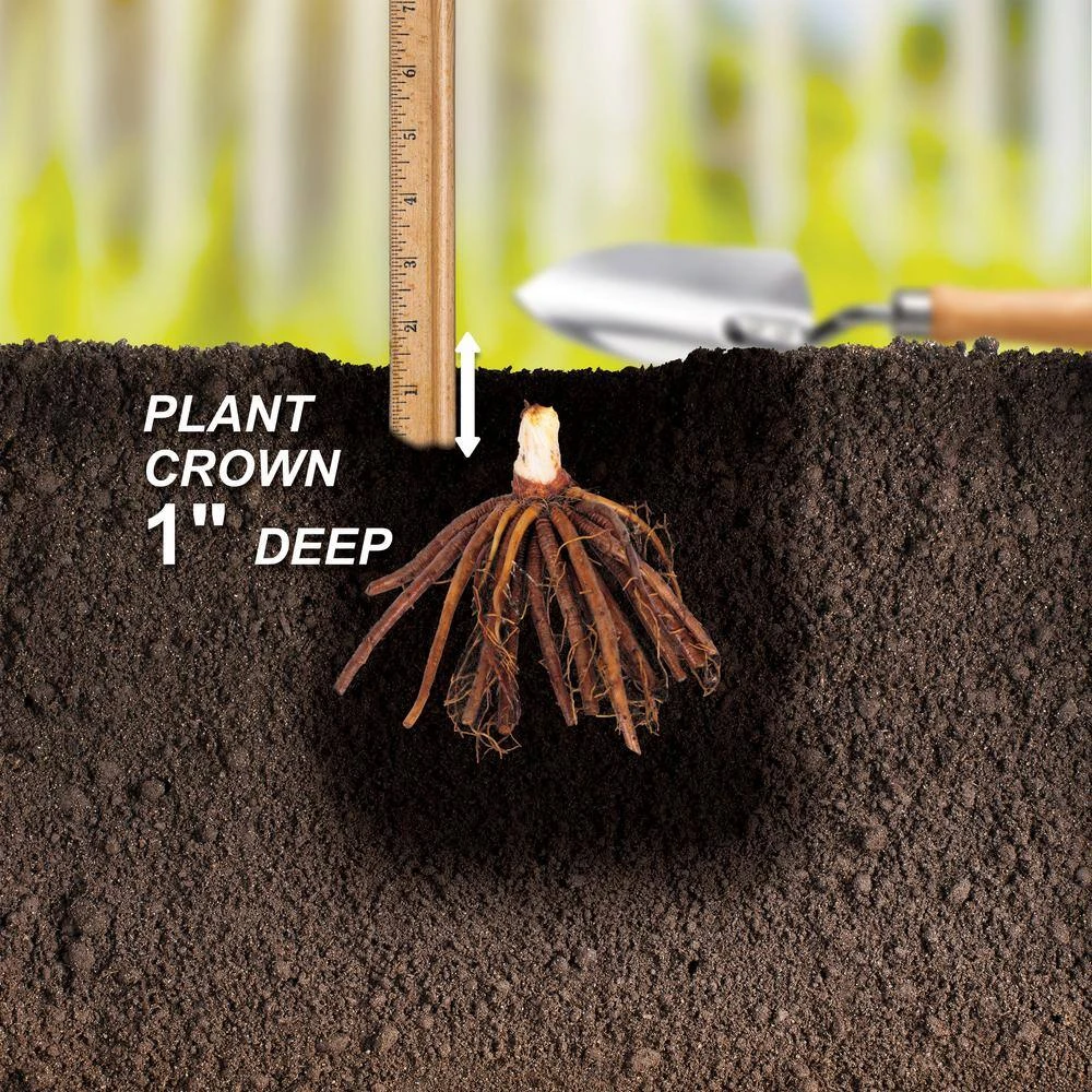 1-Year, Matrousjka Daylily Flower Bulbs (Bag Of 20) 6 1-Year, Matrousjka Daylily Flower Bulbs (Bag Of 20) - Image 4