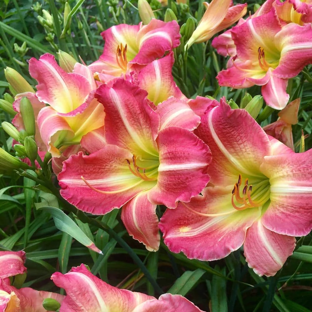 1-Year, Matrousjka Daylily Flower Bulbs (Bag Of 20) 3 1-Year, Matrousjka Daylily Flower Bulbs (Bag Of 20)