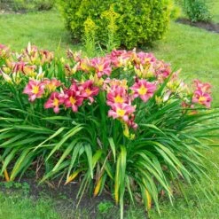 1-Year, Matrousjka Daylily Flower Bulbs (Bag Of 30) -Garden State Bulb garden state bulb flower bulbs ecs 63 30 03 31 1000