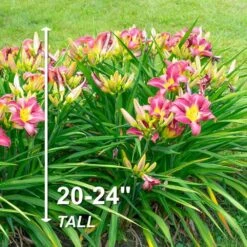 1-Year, Matrousjka Daylily Flower Bulbs (Bag Of 30) -Garden State Bulb garden state bulb flower bulbs ecs 63 30 03 4f 1000