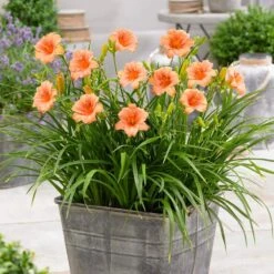 1-Year, EveryDaylily Pink Wing Daylily Flower Bulbs (Bag Of 10) -Garden State Bulb garden state bulb flower bulbs ecs 64 10 01 31 1000