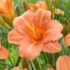 1-Year, EveryDaylily Pink Wing Daylily Flower Bulbs (Bag Of 10) -Garden State Bulb garden state bulb flower bulbs ecs 64 10 01 64 1000