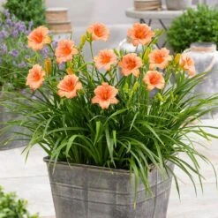 1-Year, EveryDaylily Pink Wing Daylily Flower Bulbs (Bag Of 20) -Garden State Bulb garden state bulb flower bulbs ecs 64 20 02 31 1000