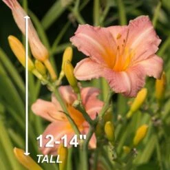1-Year, EveryDaylily Pink Wing Daylily Flower Bulbs (Bag Of 30) -Garden State Bulb garden state bulb flower bulbs ecs 64 30 03 4f 1000