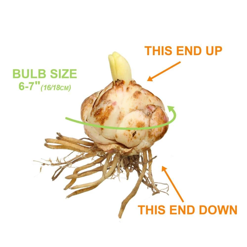 16 Cm/18 Cm, Aztec Lily Sprekelia Flower Bulbs (Bag Of 5) 6 16 Cm/18 Cm, Aztec Lily Sprekelia Flower Bulbs (Bag Of 5) - Image 4