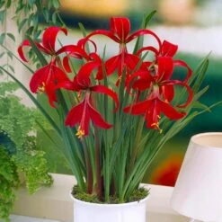 16 Cm/18 Cm, Aztec Lily Sprekelia Flower Bulbs (Bag Of 5) 17 16 Cm/18 Cm, Aztec Lily Sprekelia Flower Bulbs (Bag Of 5) -Garden State Bulb garden state bulb flower bulbs ecs 65 05 01 31 1000