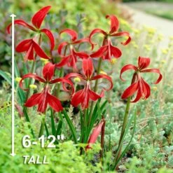 16/18 Cm, Aztec Lily Sprekelia Flower Bulbs (Bag Of 10) -Garden State Bulb garden state bulb flower bulbs ecs 65 10 02 4f 1000