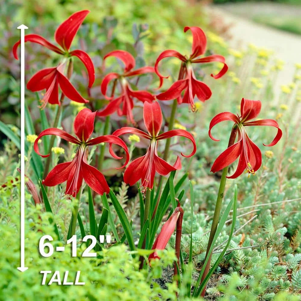 16/18 Cm, Aztec Lily Sprekelia Flower Bulbs (Bag Of 15) 5 16/18 Cm, Aztec Lily Sprekelia Flower Bulbs (Bag Of 15) - Image 3