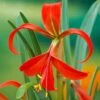 16/18 Cm, Aztec Lily Sprekelia Flower Bulbs (Bag Of 15) -Garden State Bulb garden state bulb flower bulbs ecs 65 15 03 64 1000