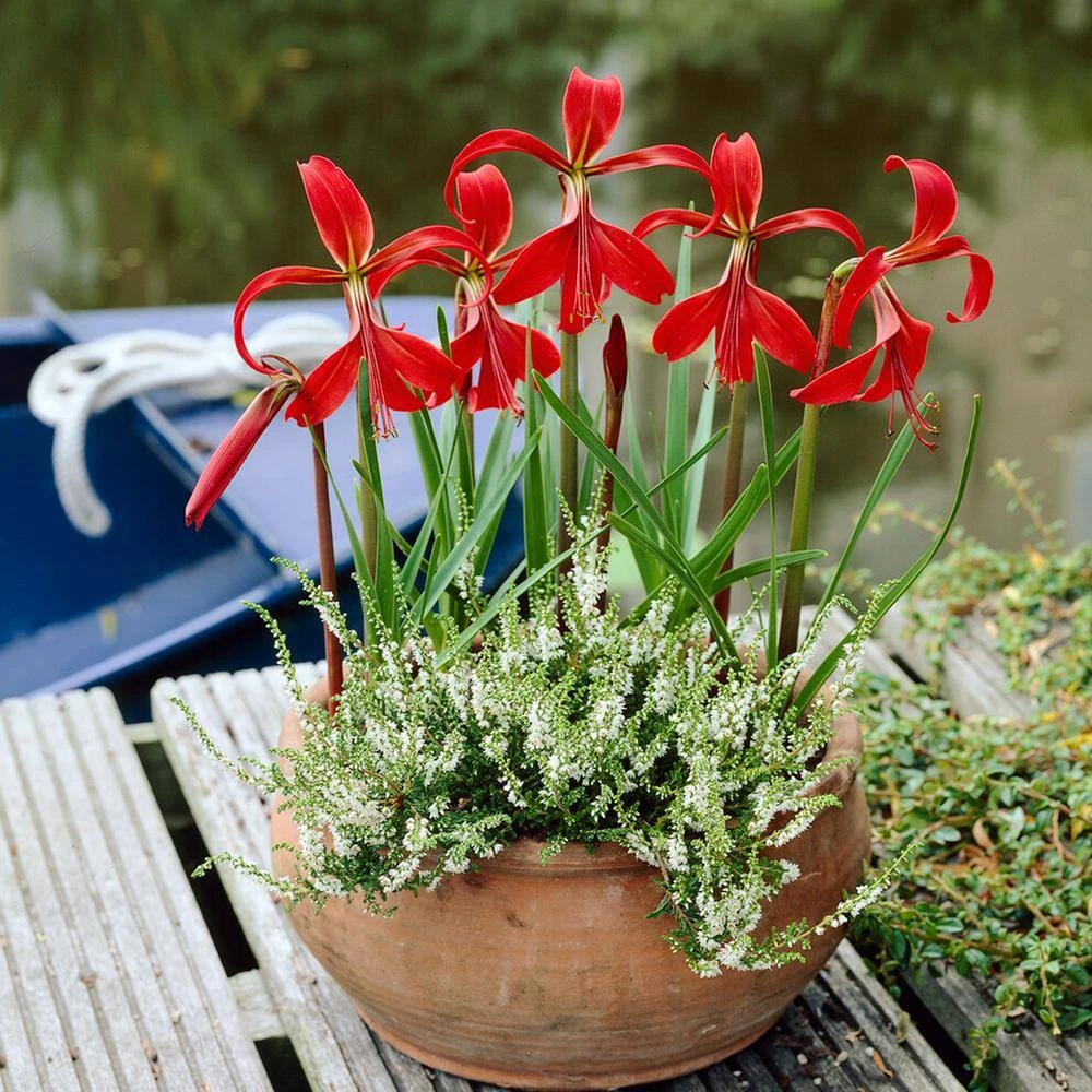 16/18 Cm, Aztec Lily Sprekelia Flower Bulbs (Bag Of 15) 9 16/18 Cm, Aztec Lily Sprekelia Flower Bulbs (Bag Of 15) - Image 7