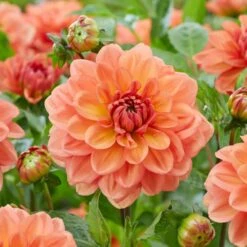 #1, Go-Go Peach Dahlia Flower Bulbs Bare Roots (Bag Of 4)