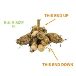 #1, Go-Go Peach Dahlia Flower Bulbs Bare Roots (Bag Of 8) -Garden State Bulb garden state bulb flower bulbs ecs 66 08 02 1f 1000