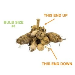 #1, Go-Go Peach Dahlia Flower Bulbs Bare Roots (Bag Of 12) -Garden State Bulb garden state bulb flower bulbs ecs 66 12 03 1f 1000