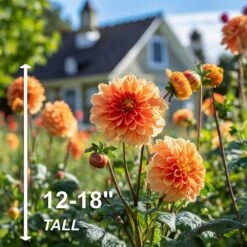 #1, Go-Go Peach Dahlia Flower Bulbs Bare Roots (Bag Of 12) -Garden State Bulb garden state bulb flower bulbs ecs 66 12 03 4f 1000