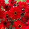 #1, Bishop Of Llandaff Dahlia Flower Bulbs Bare Roots (Bag Of 4)