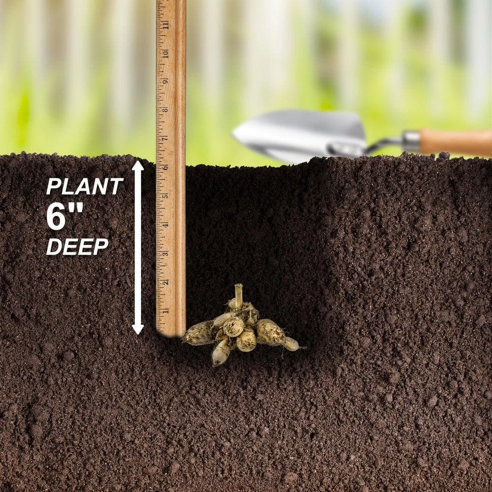 #1, Bishop Of Llandaff Dahlia Flower Bulbs Bare Roots (Bag Of 8) 7 #1, Bishop Of Llandaff Dahlia Flower Bulbs Bare Roots (Bag Of 8) - Image 5