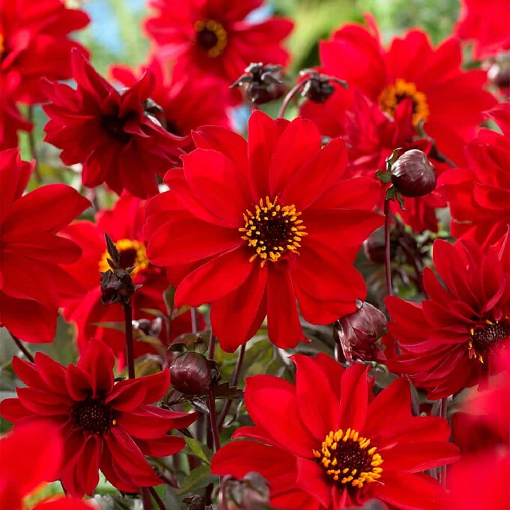 #1, Bishop Of Llandaff Dahlia Flower Bulbs Bare Roots (Bag Of 8) 3 #1, Bishop Of Llandaff Dahlia Flower Bulbs Bare Roots (Bag Of 8)