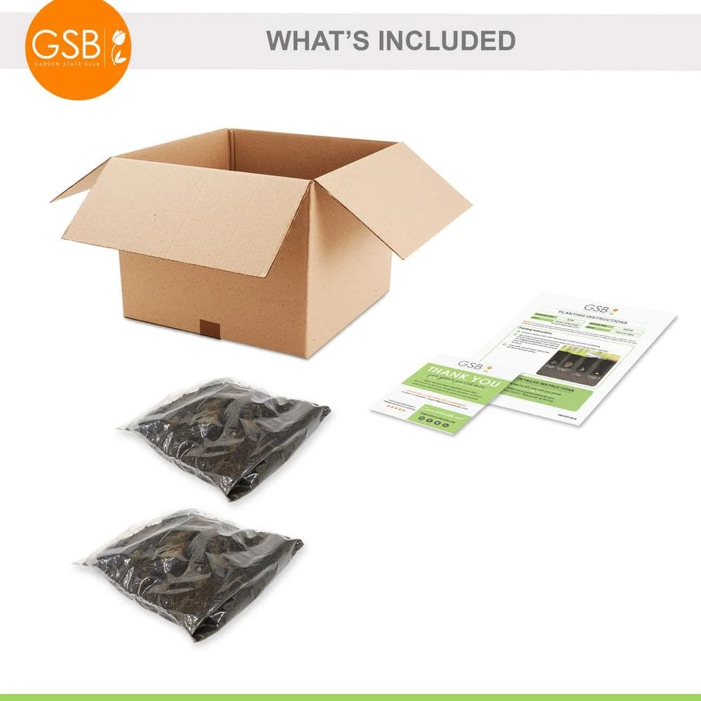 #1, Bishop Of Llandaff Dahlia Flower Bulbs Bare Roots (Bag Of 8) 8 #1, Bishop Of Llandaff Dahlia Flower Bulbs Bare Roots (Bag Of 8) - Image 6