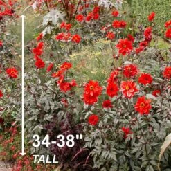 #1, Bishop Of Llandaff Dahlia Flower Bulbs Bare Roots (Bag Of 12) -Garden State Bulb garden state bulb flower bulbs ecs 67 12 03 4f 1000