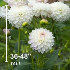 #1, Eveline Dahlia Flower Bulbs Bare Roots (Bag Of 4) -Garden State Bulb garden state bulb flower bulbs ecs 68 04 01 4f 1000