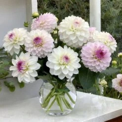 #1, Eveline Dahlia Flower Bulbs Bare Roots (Bag Of 8) -Garden State Bulb garden state bulb flower bulbs ecs 68 08 02 31 1000