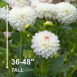#1, Eveline Dahlia Flower Bulbs Bare Roots (Bag Of 12) -Garden State Bulb garden state bulb flower bulbs ecs 68 12 03 4f 1000