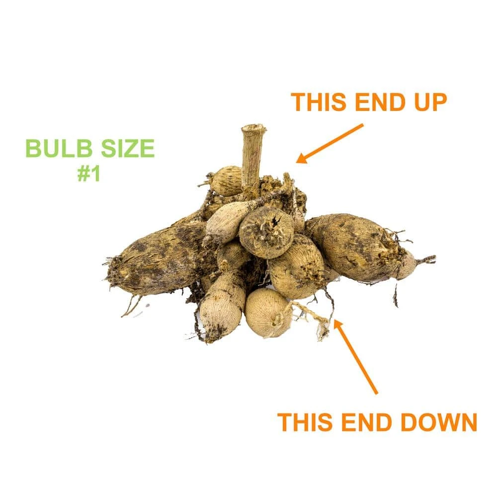 #1, HS Kiss Single Dahlia Flower Bulbs Bare Roots (Bag Of 8) 6 #1, HS Kiss Single Dahlia Flower Bulbs Bare Roots (Bag Of 8) - Image 4