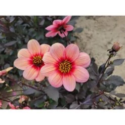 #1, HS Kiss Single Dahlia Flower Bulbs Bare Roots (Bag Of 12) -Garden State Bulb garden state bulb flower bulbs ecs 69 12 03 31 1000