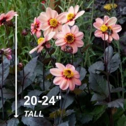 #1, HS Kiss Single Dahlia Flower Bulbs Bare Roots (Bag Of 12) -Garden State Bulb garden state bulb flower bulbs ecs 69 12 03 4f 1000