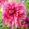 #1, Maki Dinnerplate Dahlia Flower Bulbs Bare Roots (Bag Of 4) -Garden State Bulb garden state bulb flower bulbs ecs 70 04 01 64 1000