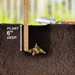 1#, Maki Dinnerplate Dahlia Flower Bulbs Bare Roots (Bag Of 8) -Garden State Bulb garden state bulb flower bulbs ecs 70 08 02 44 1000