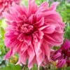 1#, Maki Dinnerplate Dahlia Flower Bulbs Bare Roots (Bag Of 8)